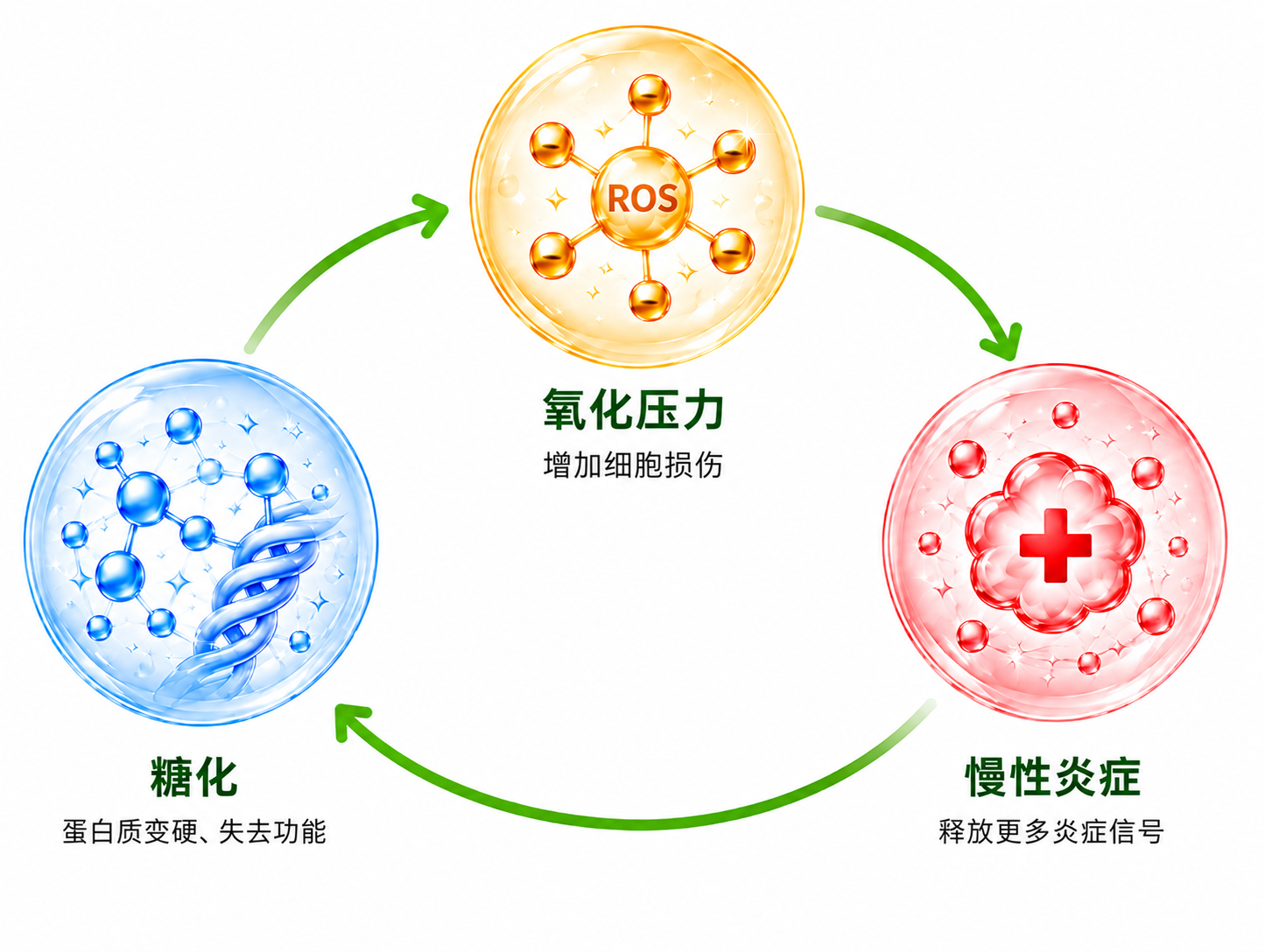 糖化使蛋白质变硬并失去功能，促进氧化压力与细胞损伤；氧化压力又促进慢性炎症释放更多炎症信号，三者循环相互促进的示意图。