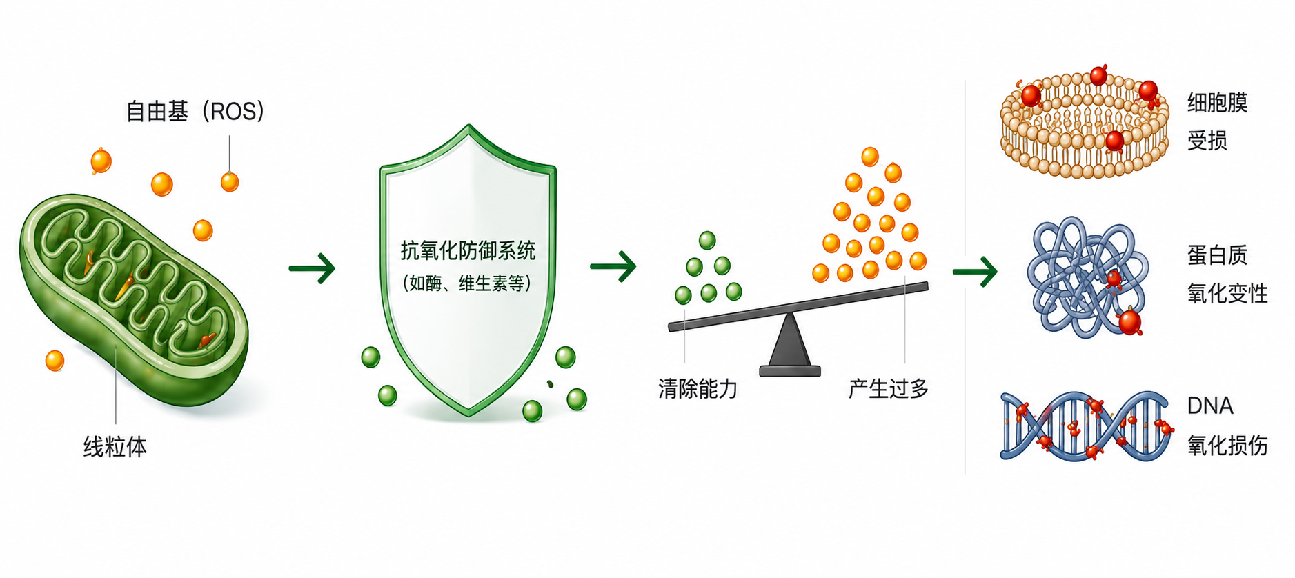 高清示意图：线粒体产生自由基，抗氧化防御系统负责清除；当自由基产生过多时，会导致细胞膜、蛋白质和 DNA 氧化损伤。